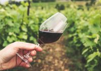 Vin Millésime 2019 - Qualité du millésime 2019 Bordeaux Bourgogne Loire