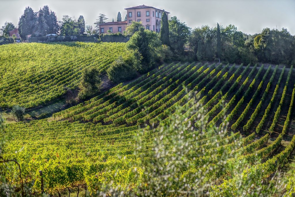 Les vignes en Toscane