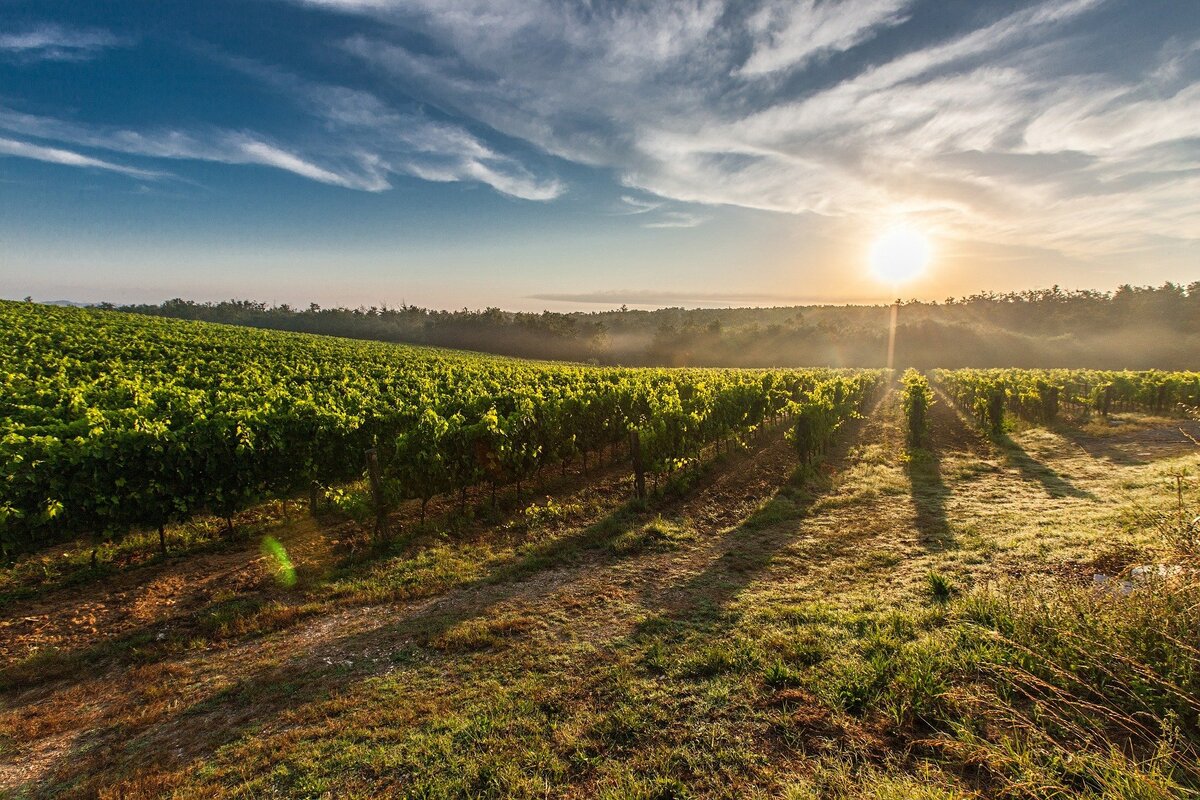 Les Grands vins Italiens du Piémont et de la Toscane