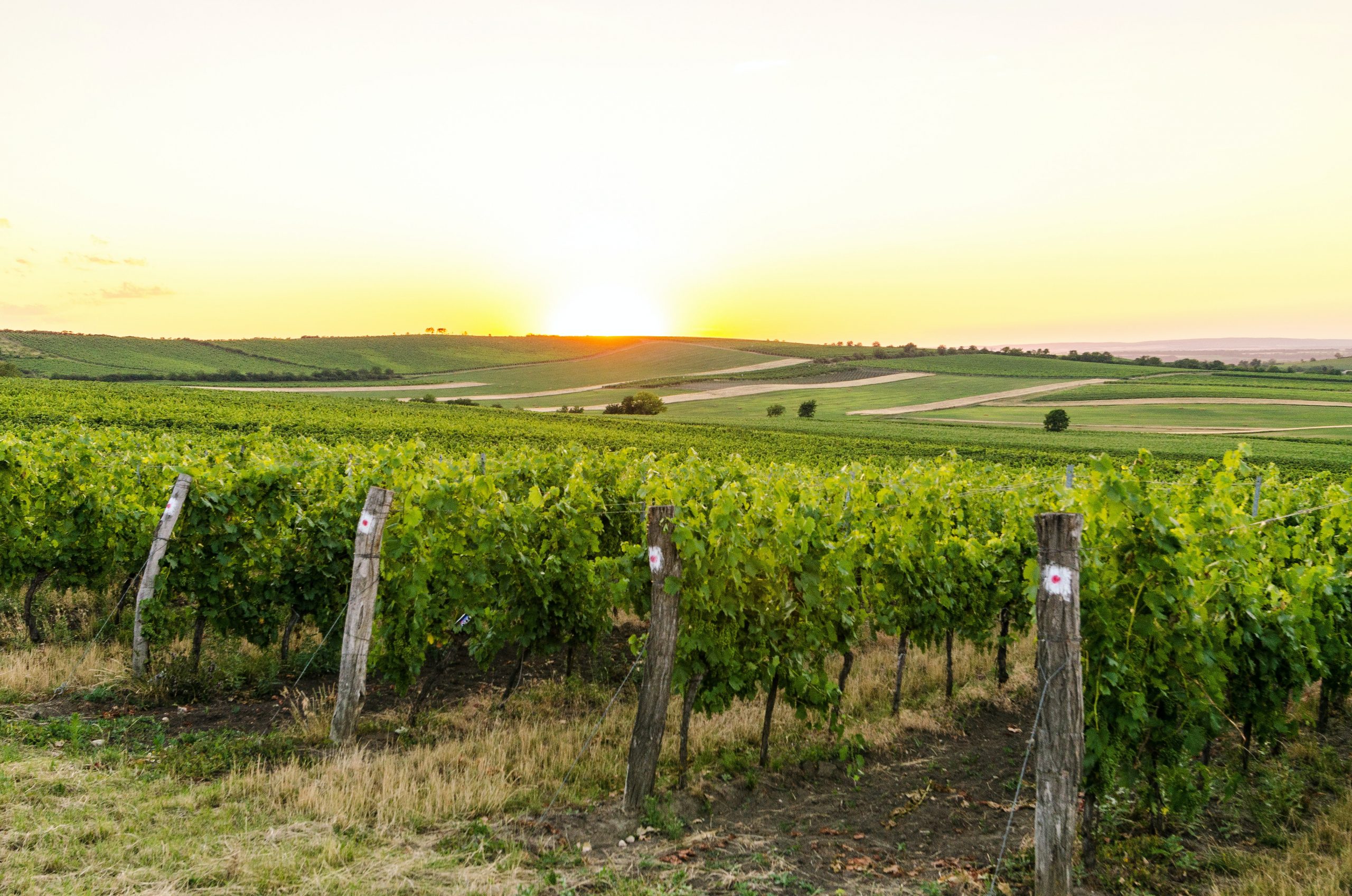 Millésime 2020 Bourgogne