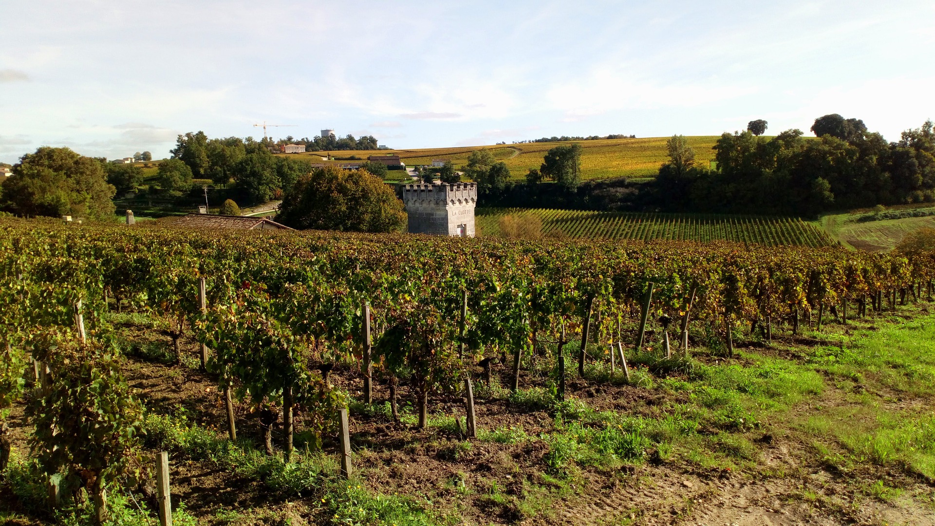 Millésime 2020 Bordeaux